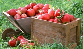 apples_dalian